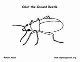 Insects Beetles sketch template