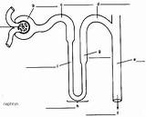 Nephron Unlabeled Excretory Physiology Interactive sketch template