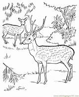 Deer Coloring Jungle Reh Hirsch Bestcoloringpagesforkids Ausmalbild 2o Coloringpages101 sketch template