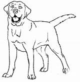 Labrador sketch template