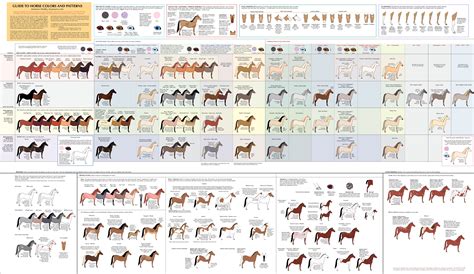 guide  horse colors  patterns horse coat colors cat colors horse