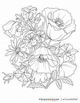 Coloring Pages Adult Flower Adults Drawing Printable Flowers Beautiful Realistic Colouring Printables Rose Books Color Book Sheets Line Plants Nature sketch template