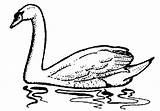Swan Clipart Trumpeter Swans Coloring Pages Clip Clipartix Caviar Hostted Clipground Library Wildlife Birds Fish Service Gif Kids Websites Presentations sketch template