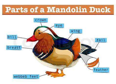 parts  mandolin duck stock vector colourbox