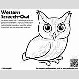 Screech Owl Coruja Avian sketch template