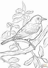 Ravens Baltimore Getdrawings Drawing Coloring sketch template