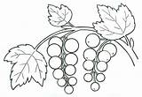 Coloring Pages Currant sketch template