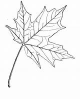 Maple Leaf Sugar Drawing Line Coloring Getdrawings sketch template