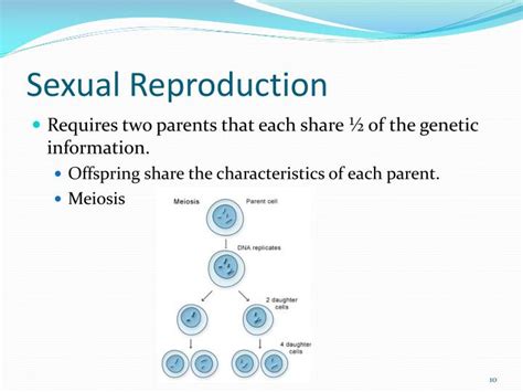 ppt asexual vs sexual reproduction powerpoint presentation id 1151381