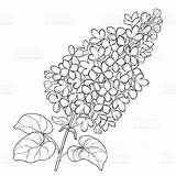 Lilac Outline Flower Vector Branch Syringa Drawing Coloring Leaves Background Bunch Ornate Drawings Isolated Line Flowers Tattoo Lila Blossoming Garden sketch template