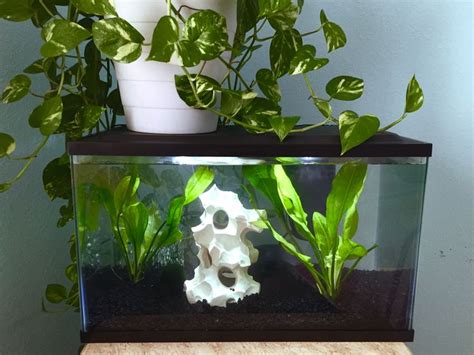 gallon aquarium hey simple  minimal   golden pothos plant