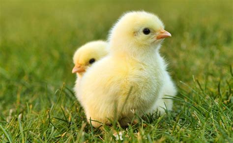 comment élever des poussins trucs et astuces