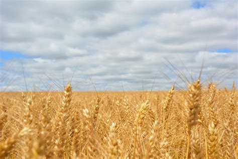 engaging wheat field  pexels  stock