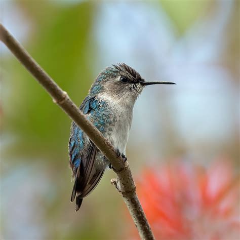 bee hummingbird wikipedia