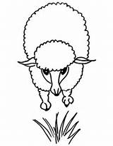 Pecorella Colorare Lamb Categorie sketch template