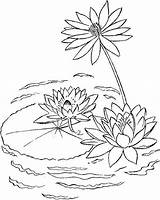 Colorier Colorat Nenuphar Plantes Lilies Nuferi Planse Flori P04 Pads Lilly Desene Waterlelies Nenufares Hyacinth Nenúfares Tekenen Acoloringbook sketch template