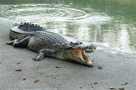 krokodile die sie gerne auffressen wuerden