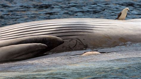 iceland suspends fin whale hunting  animal rights concerns reuters