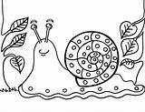 Snail Coloring Dibujos Caracoles Turbo Vectorified sketch template