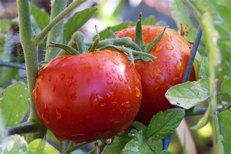 grow healthy tomato plants  year  world garden farms