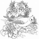 Coloring Pages Birds Bird Feeding Printable Adults Cardinal Color Flower Violet Flowers Print State Sheets Adult Kids Red Detailed Colouring sketch template