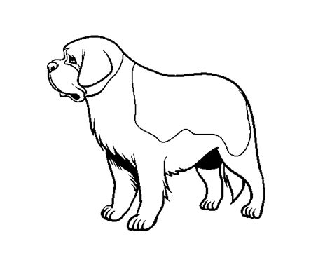 st bernard dog coloring page coloringcrewcom