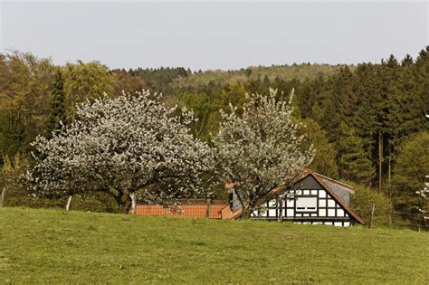 Campo Della Violenza In Primavera Fotografia Stock Immagine Di Campo