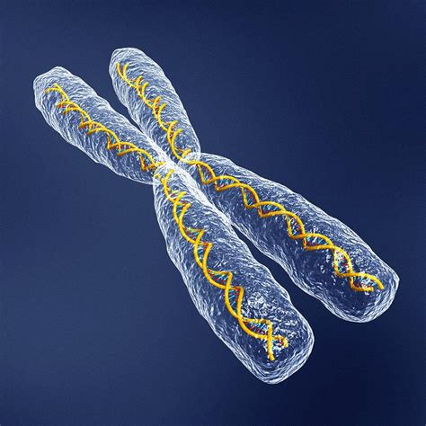 chromosome  dna photograph  pasieka