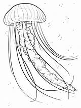 Jellyfish Qualle Meduza Medusa Colorear Ausmalbild Kolorowanki Supercoloring Kolorowanka Oceanie Print Zum Tegninger Druku Malvorlagen Vandmand Malvorlage Quallen Kategorien Drukowanka sketch template
