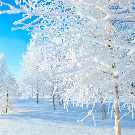 remove snow  trees elite tree care