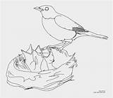 Robin Coloring Bird Pages American Getdrawings Color Getcolorings Printable sketch template