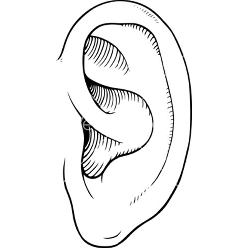 ear outline clipart   cliparts  images  clipground