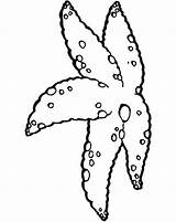 Starfish Moose2 sketch template