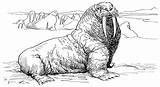 Walrus Morse Coloriages Mammals Yellowimages sketch template