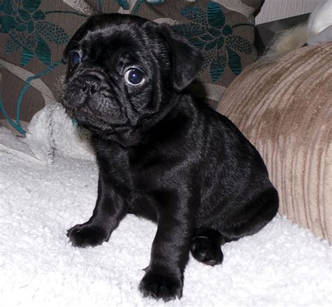 frenchie pugfrug french bulldog pug mix info puppies temperament video