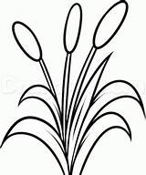 Cattails Drawing Cattail Printable Pond Dragoart Dawn sketch template