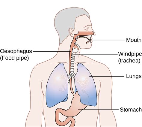 esophageal section   stomach located socratic