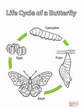 Cycle Butterfly Life Coloring Monarch Printable sketch template