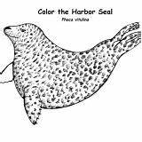 Coloring Seal Leopard Harbor sketch template