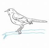 Mockingbird Draw Drawing Easy Step sketch template