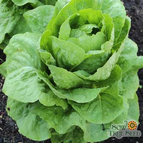 lettuce parris island romaine organic sow true seed