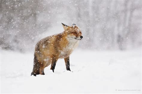 Charming Photos Of Wild Red Foxes Enjoying The Winter Snow Red Fox