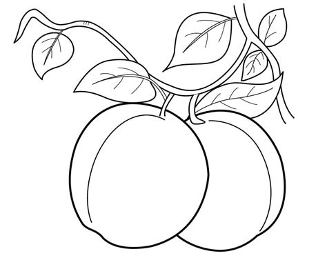 peach  coloring page  printable coloring pages  kids