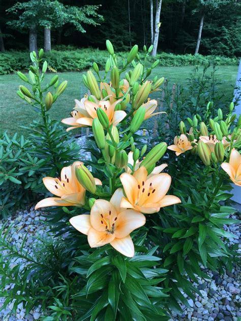 identifying   tall asiatic lily   lilies forum gardenorg