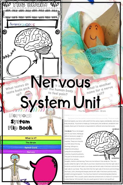 nervous system unit activity activities life science activities