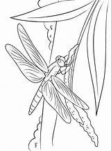 Libelle Kleurplaat Ast Malvorlage Libellen Ausmalbild Dragonflies sketch template