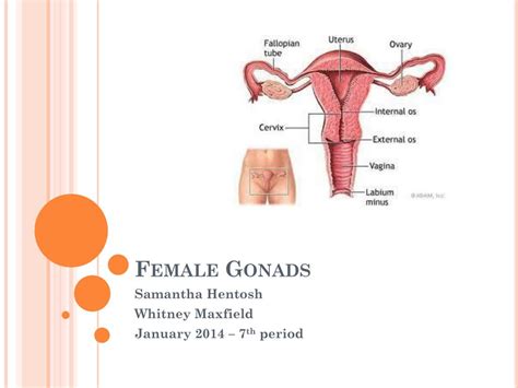 ppt female gonads powerpoint presentation free download id 1879121