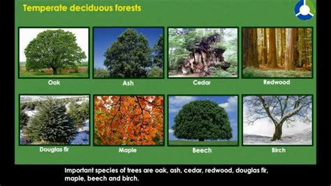 temperate deciduous forests natural vegetation  wild life cbse