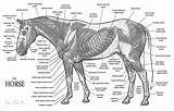 Muskulatur Pferde Equine Horses Kosti Anatomie Tack Konja Pferd Skelet Paarden Anatomija Kostiju sketch template