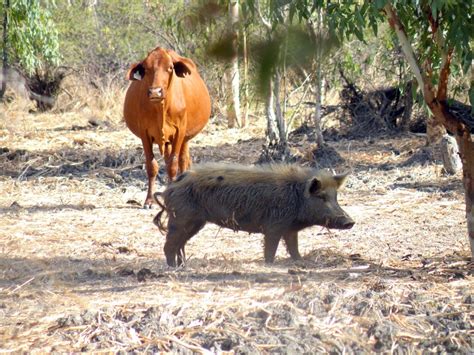 national feral pig action plan  long overdue beef central